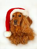 brown cocker spaniel with red christmas hat