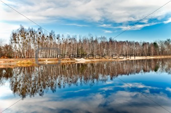 Birch grove at the lake