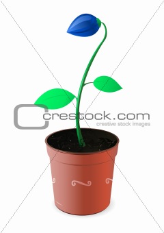 Plant in flower pot