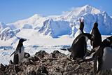 penguins on rock
