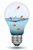 bulb as fish tank
