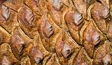Pine Cone Background Macro Full Frame Abstract