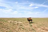 Camel in the Gobi desert