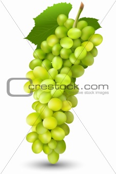 juicy grapes