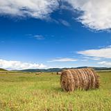 meadow of Inner Mongolia 