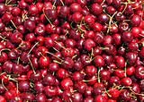 Ripe Red Cherries at a Farmers Market