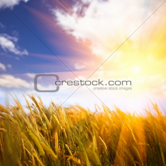 sunlight to the wheat