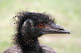 curly emu