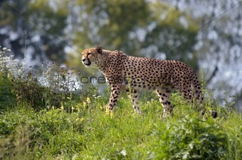 hunting leopard