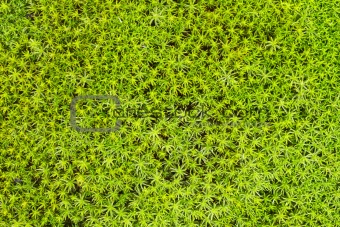 Soil with green northern moss - background