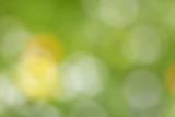 Abstract color background - out-of-focus photo of meadow