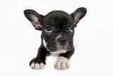 French Bulldog puppy in front of a white background 