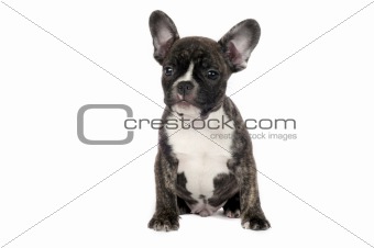 French Bulldog puppy.