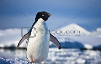 black and white penguin