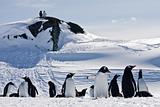 a large group of penguins 
