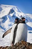 Two penguins dreaming 