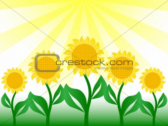 nice sunflower in vector image