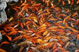 Red and golden fishes in the Yu Yuan Garden