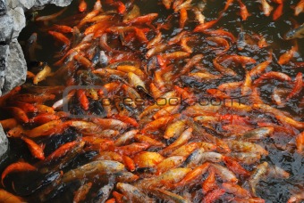 Red and golden fishes in the Yu Yuan Garden