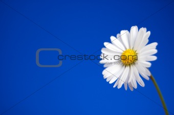 daisy under blue spring sky