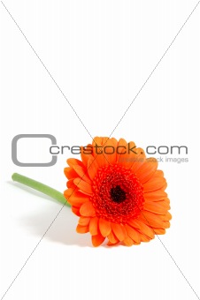 isolated flower on white