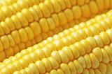 sweet corn background