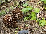 Pine Cone Closeup on the Forest Floor