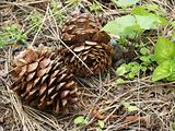 Pine Cone Closeup on the Forest Floor