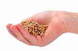 Wheat seeds