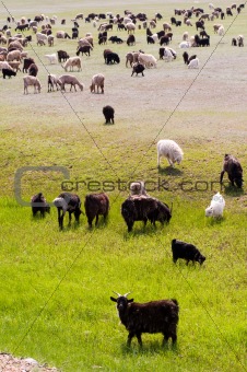 Small flock of sheep