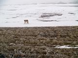 Coyote of the West Plains in Winter