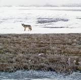 Coyote of the West Plains in Winter