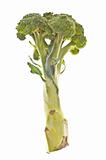 Healthy Broccoli Stalks