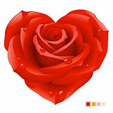 Red rose in the shape of heart
