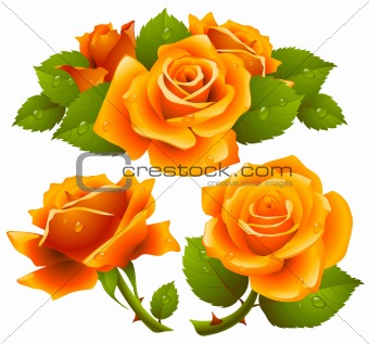Orange roses set