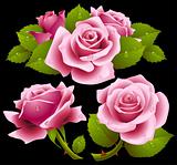 Pink roses set