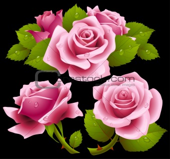 Pink roses set