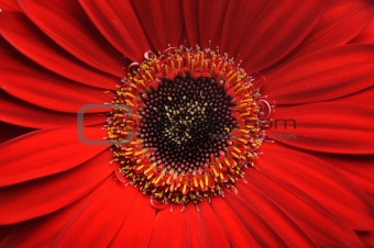 Beautiful red gerber flower part macro studio shot