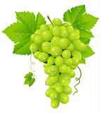 white grape cluster