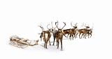 eight reindeers