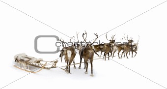 eight reindeers