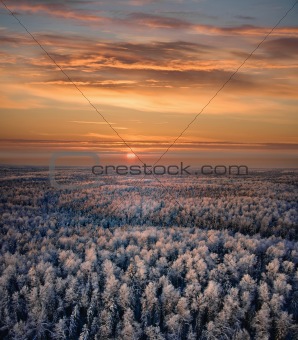 snow-covered forest of sunset