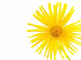 Bright Yellow Daisy Isolated on a White Background