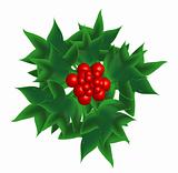 Sprig of European holly, object isolated