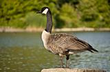 Canada Goose Standing on a Rock