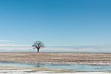 Lone Tree in Winter Field with Blue Sky