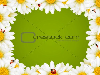 Camomile Floral Frame