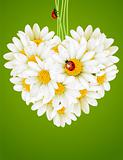 Floral love card. Camomile heart