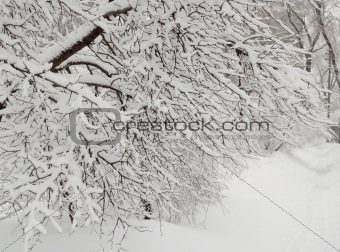 Bare snowbound branch