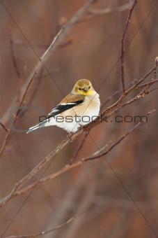 Wild American Goldfinch in Winter Plumage